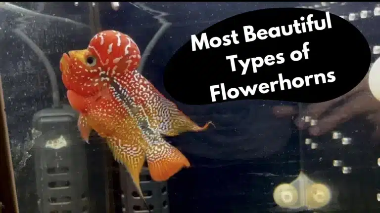Types of Flowerhorn cichlids