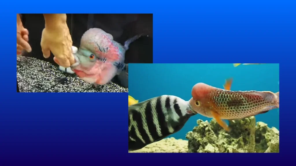 aggressive nature of flowerhorn