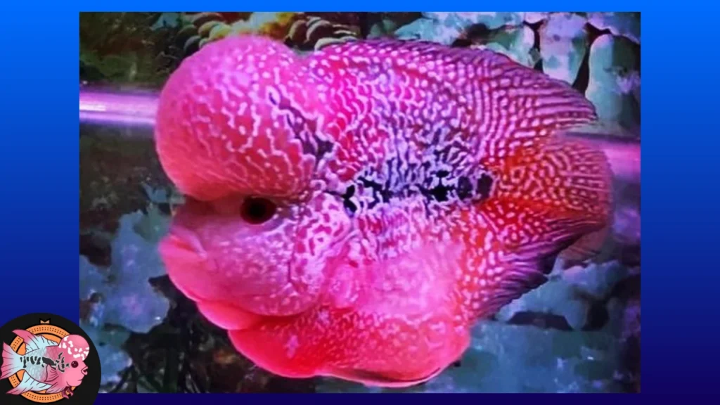 bloated stomach flowerhorn