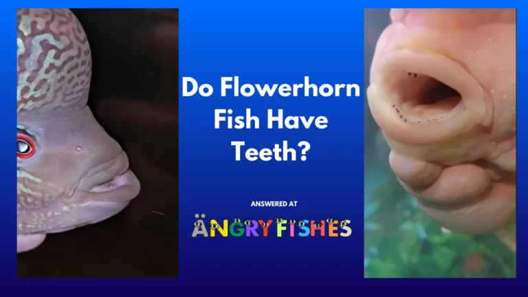 Do flowerhorn fish have teeth?