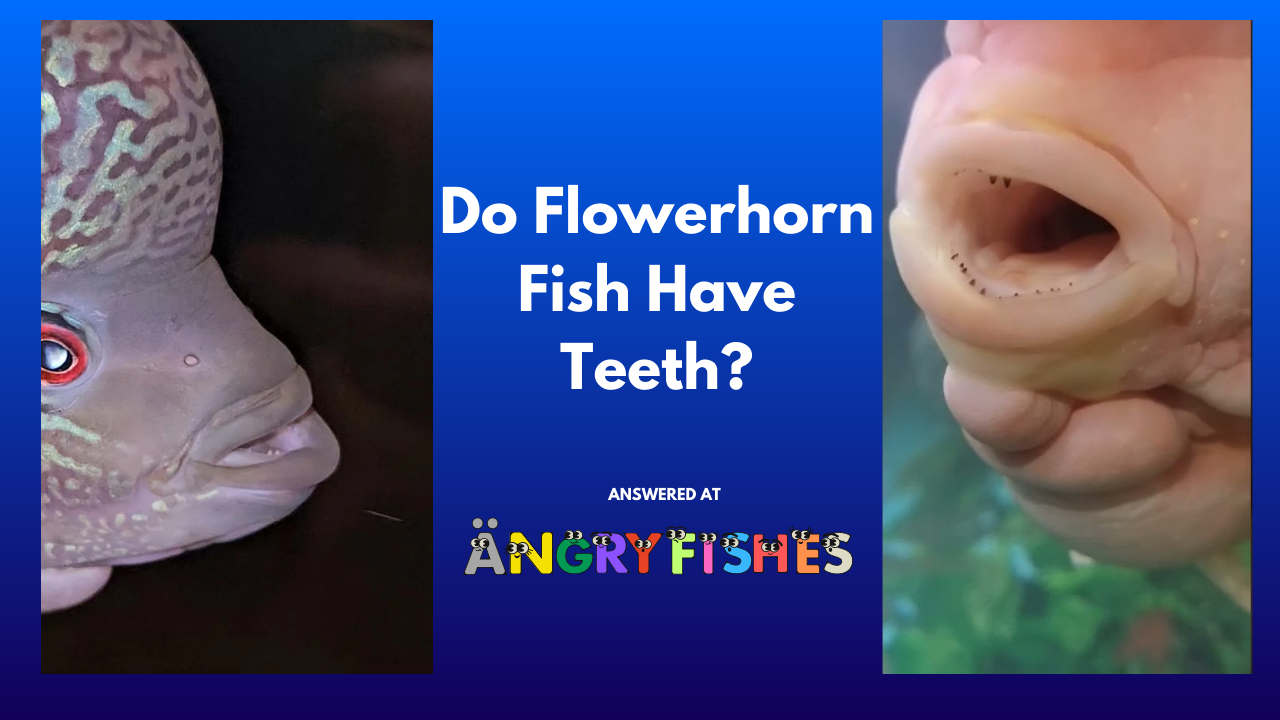 do flowerhorn fish have teeth