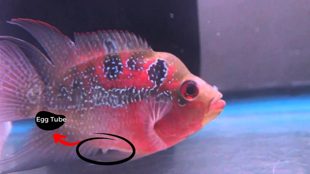 Female flowerhorn fish egg tube drop