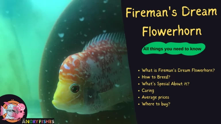 Fireman's Dream Flowerorn Cichlid fish