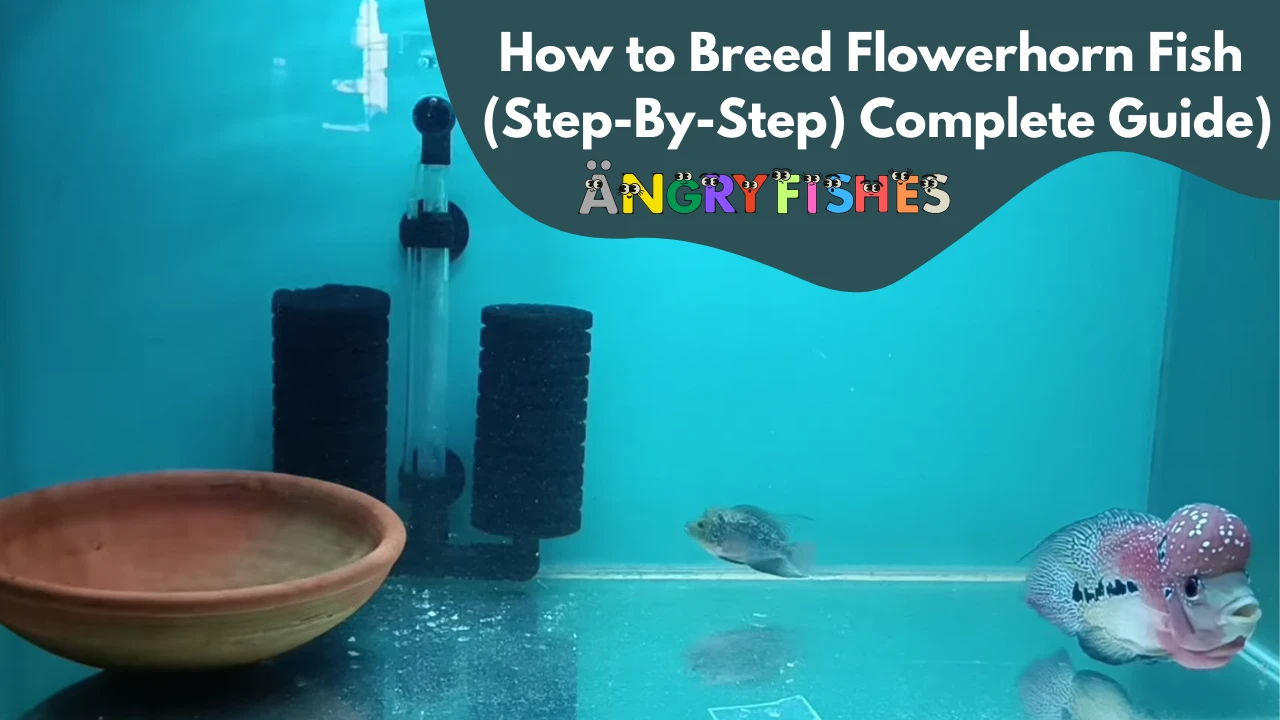 Flowerhorn breeding step-by-step guide