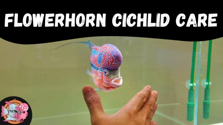 Flowerhorn cichlid care, flowerhorn care tips