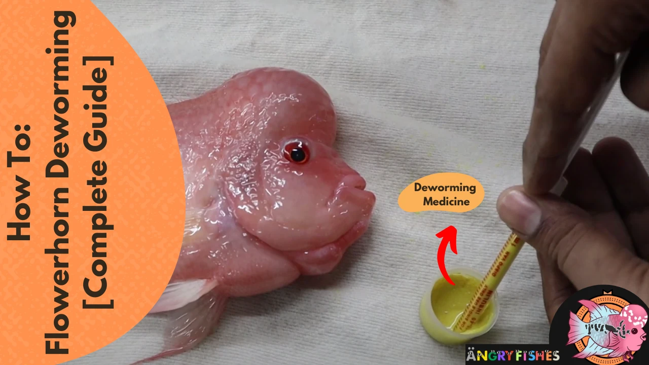 flowerhorn fish deworming guide