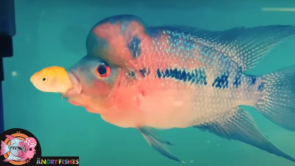 Flowerhorn eating gold fish as live feed