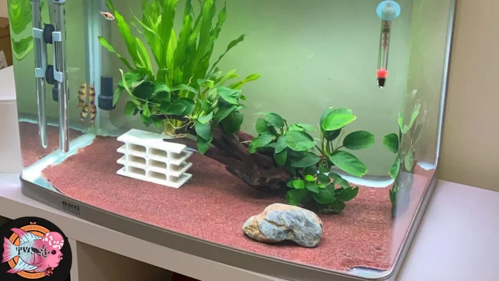 Flowerhorn aquarium tank setup