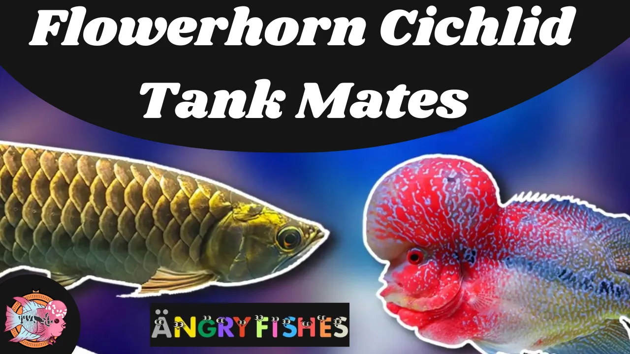 flowerhorn tank mates