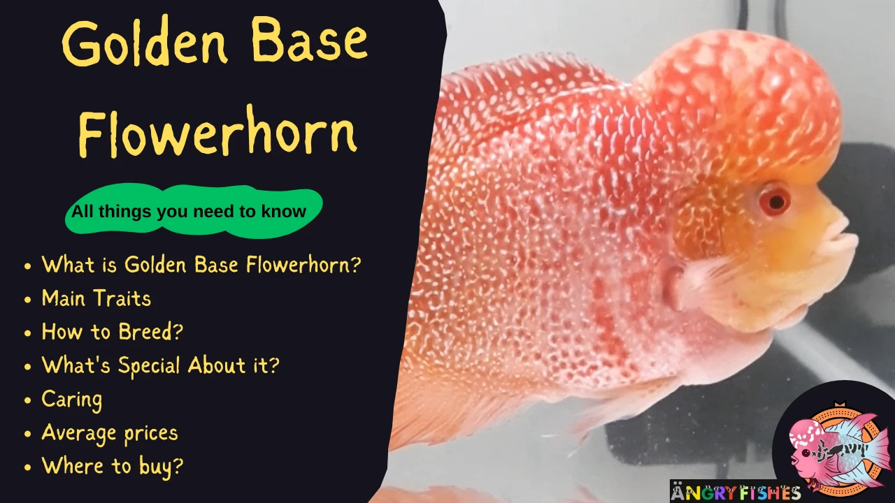 Golden Base Flowerhorn cichlid