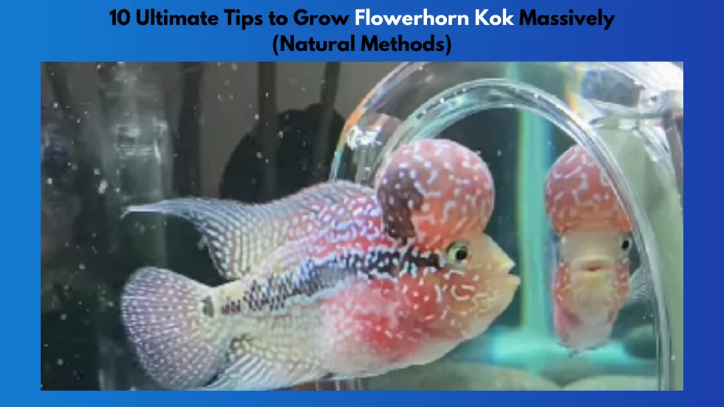 10 tips to grow flowerhorn kok massively