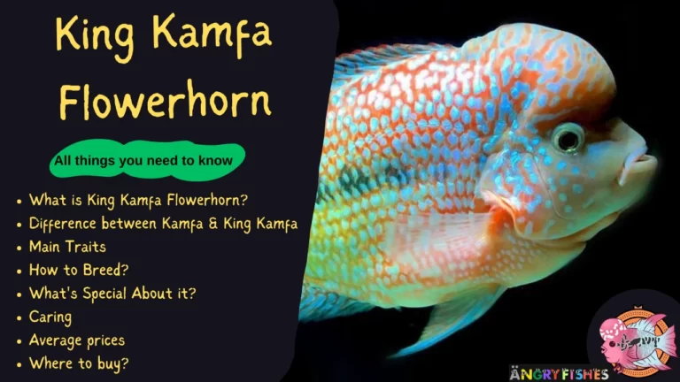 King Kamfa Flowerhorn