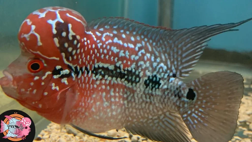 SRD flowerhorn cichlid