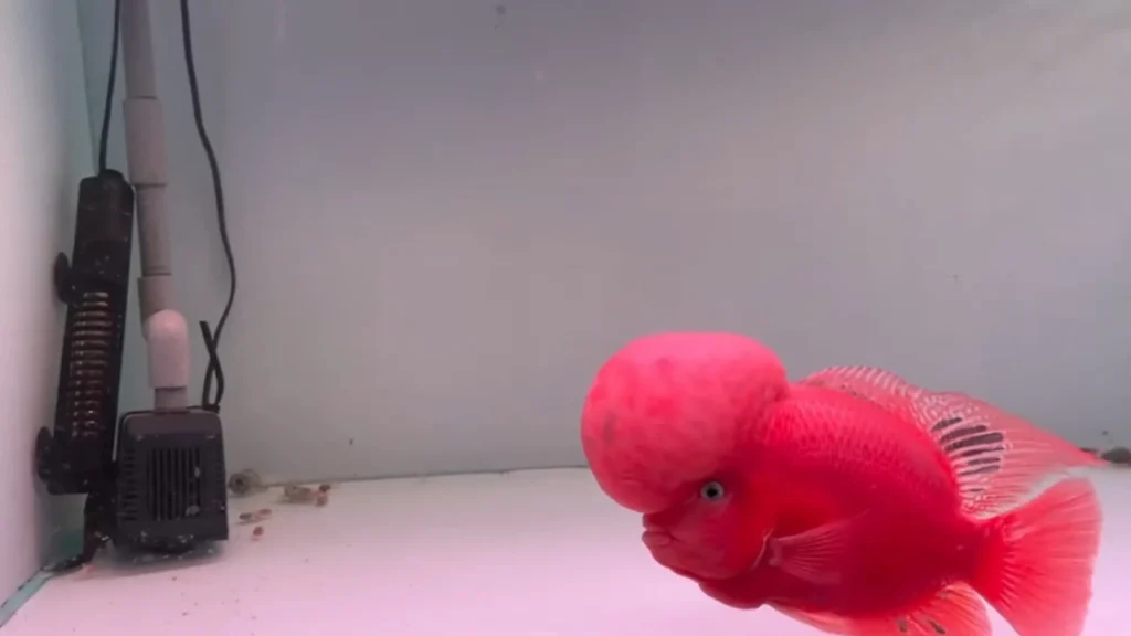 super red monkey flowerhorn features