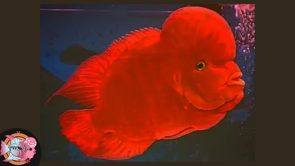 Super Red Monkey FH