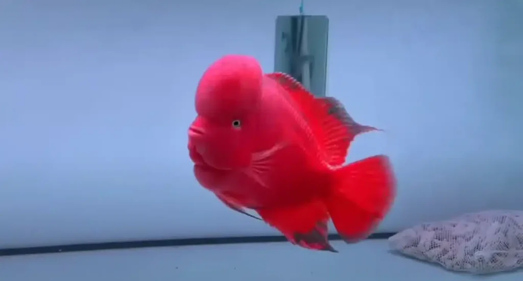 SRM flowerhorn