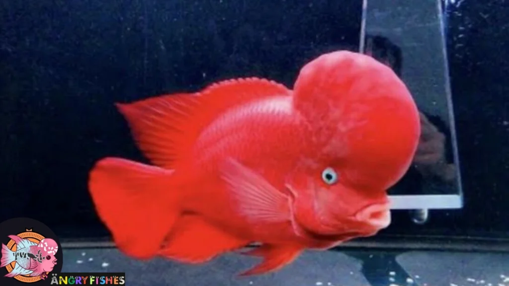 White eyes of SRM flowerhorn