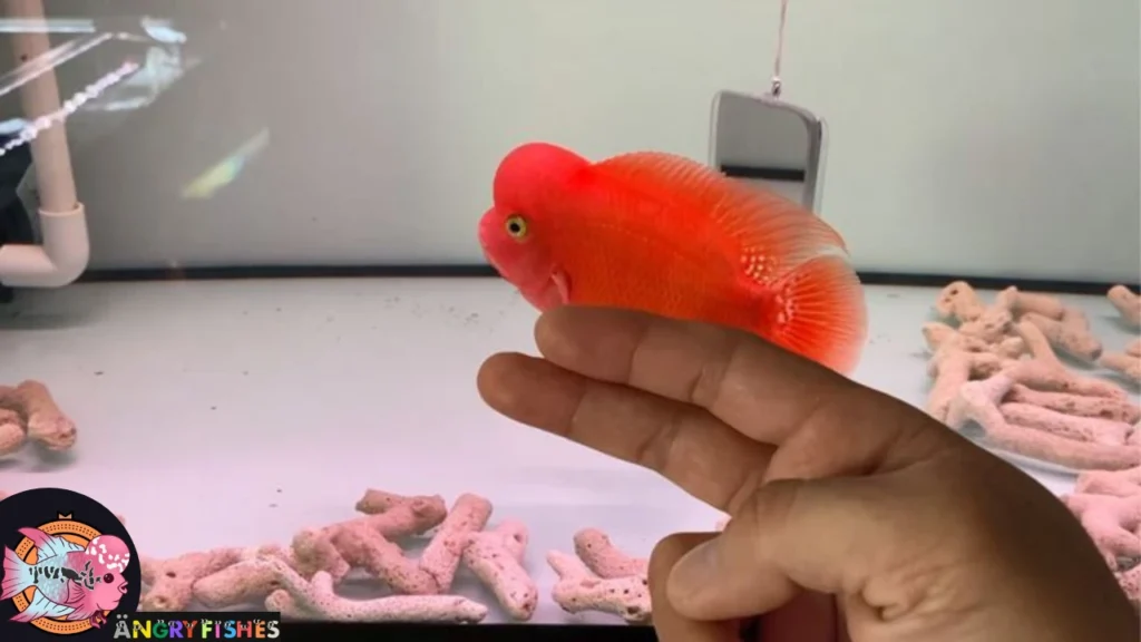srm flowerhorn grooming techniques