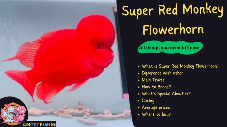Super Red Monkey Flowerhorn, SRM flowerhorn