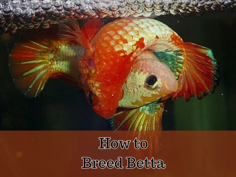 betta fish breeding