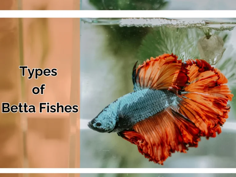 Types of betta fish kinds