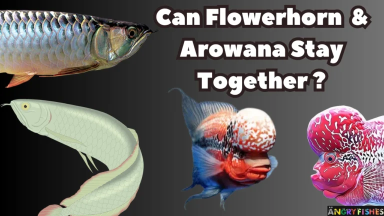 can flowerhorn and arowana live together in same tank