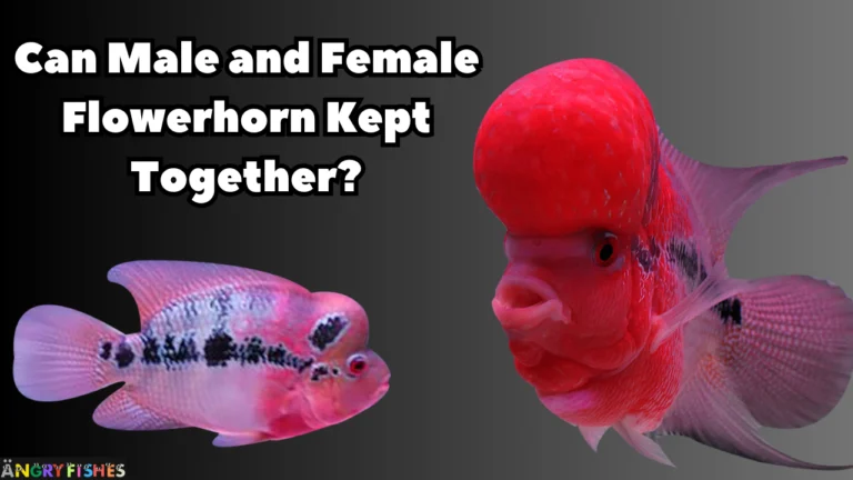 can male and female flowerhorn kept together