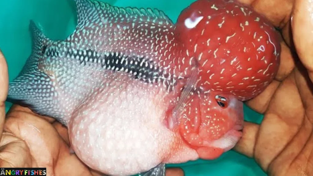 big belly bloated flowerhorn