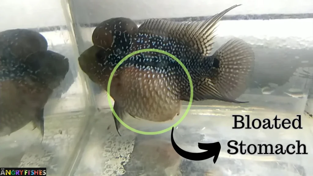 flowerhorn bloated stomach disease