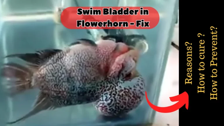 Flowerhorn swim bladder disorder treatment