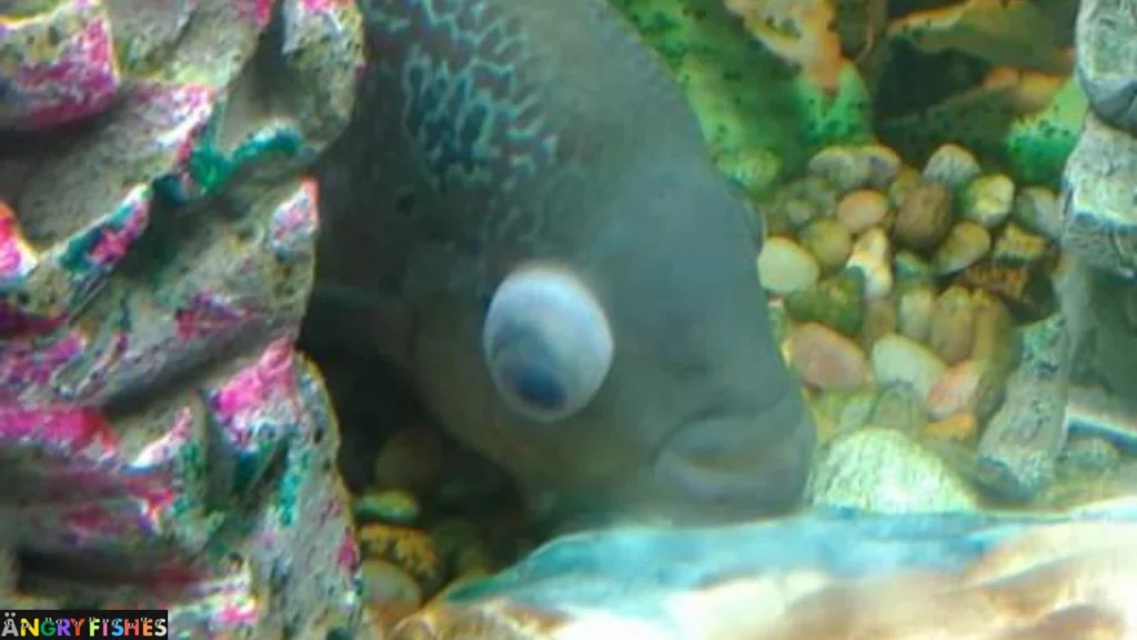 flowerhorn eyes bulged
