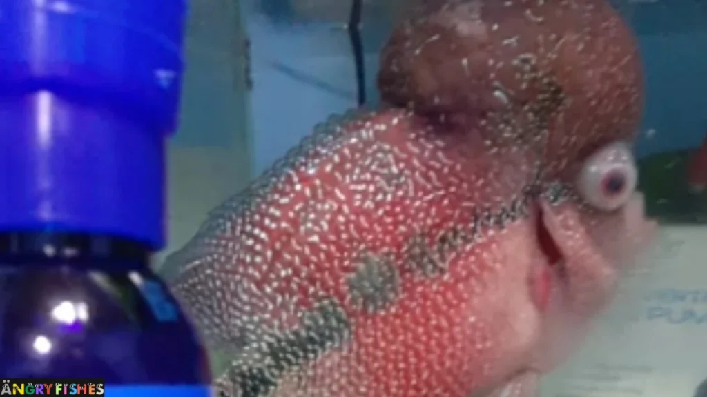 flowerhorn fish pop eyes