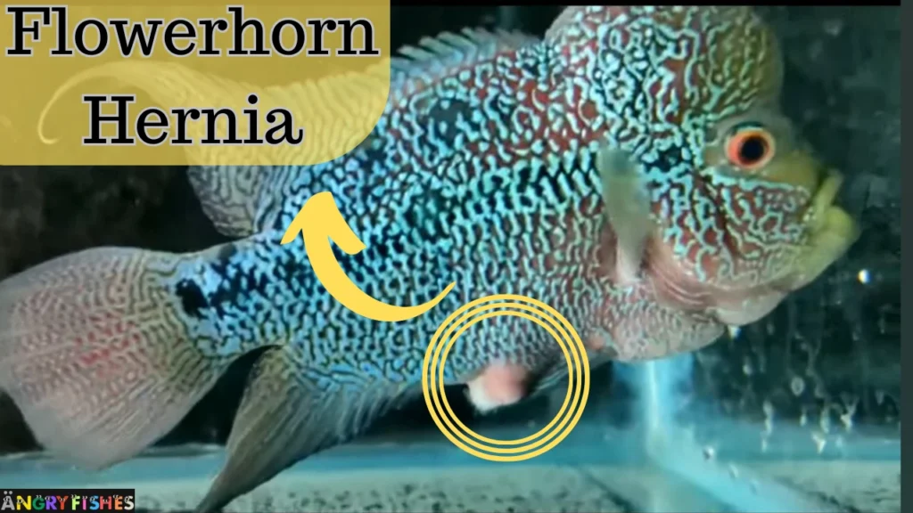 flowerhorn hernia treatment, symptoms