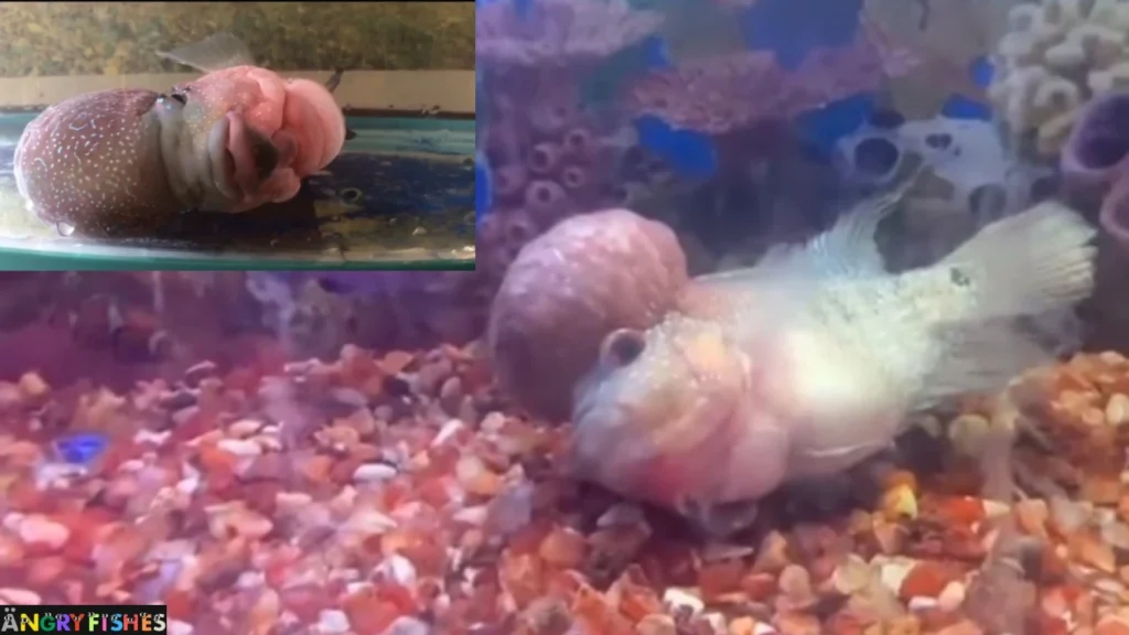 flowerhorn bottom laying