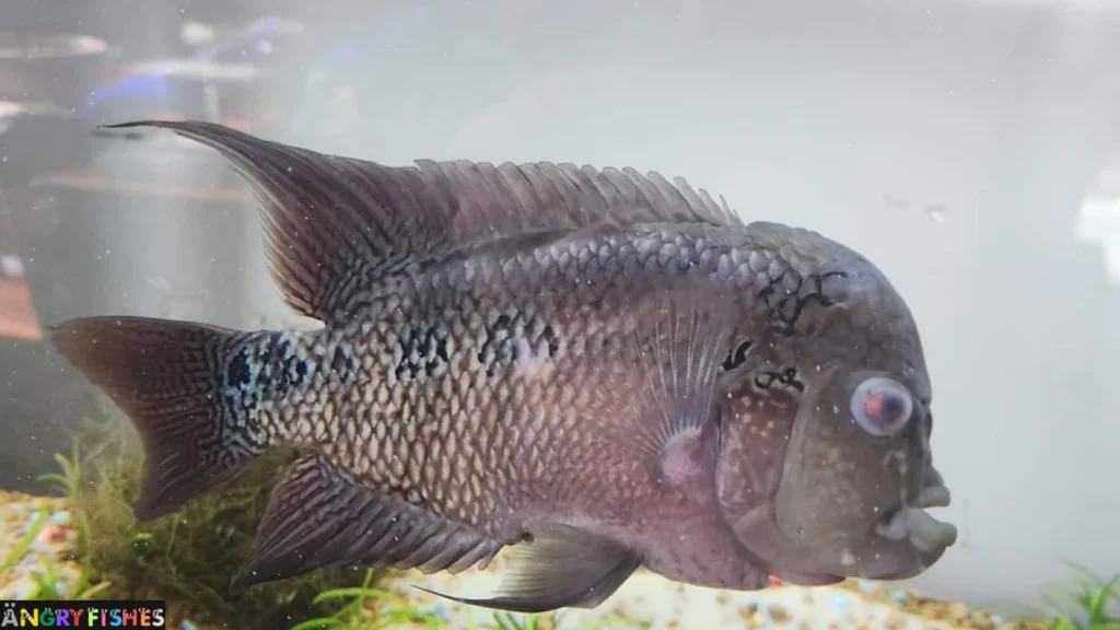 pop disease treatment for flowerhorn