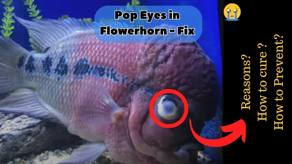Flowerhorn pop eye treatment