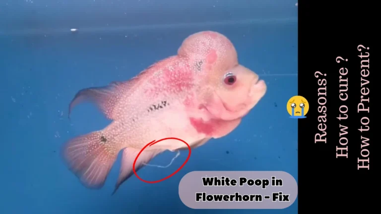 flowerhorn white poop disease treatment