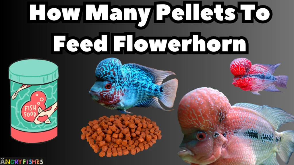 how many pellets to feed flowerhorn fish