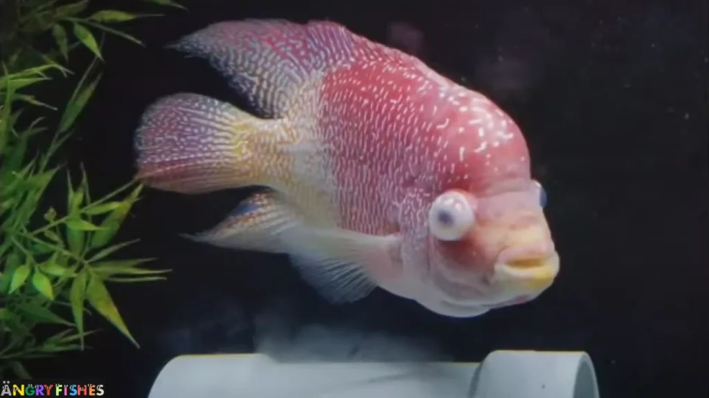 pop disease in flowerhorn cichlids