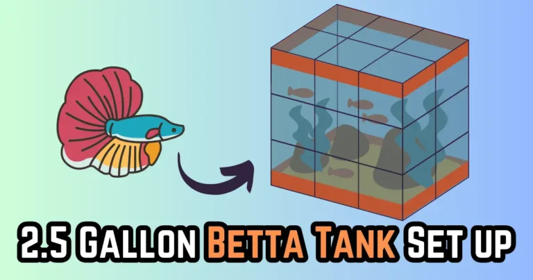 how to set up a 2.5 gallon betta tank