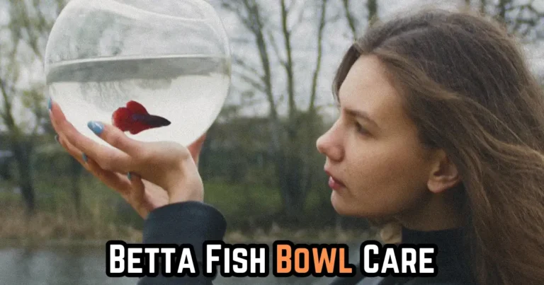 Betta fish in bowl care