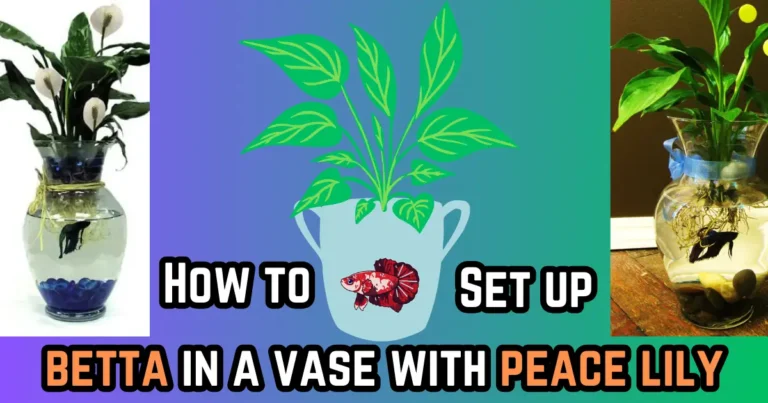 Betta fish in a vase with peace lily plant set up guide