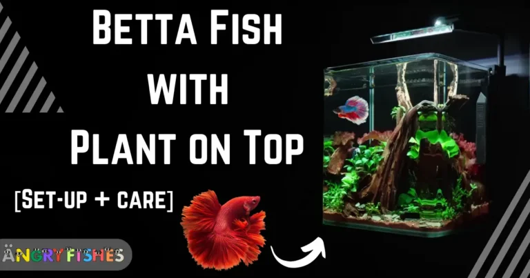 betta fish with plant on top care and setup guide