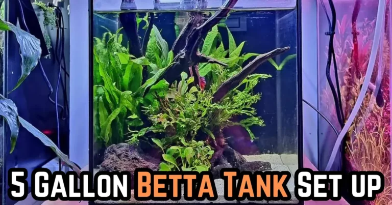 5 gallon betta tank set up