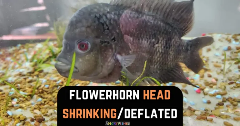 flowerhorn head shrinking