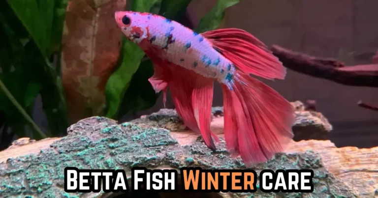 how to care for your betta fish in the winter season