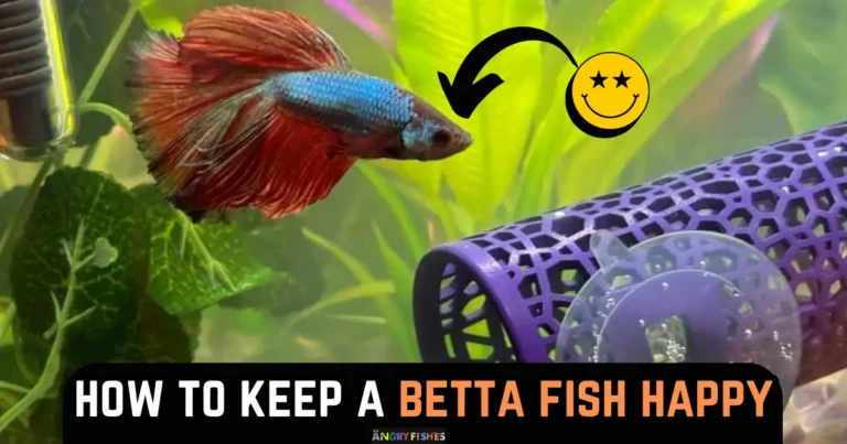 Keep your betta fish happy