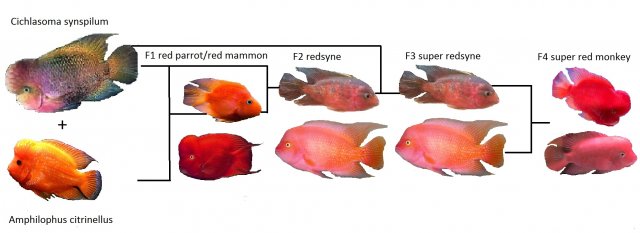 super red monkey flowerhorn
