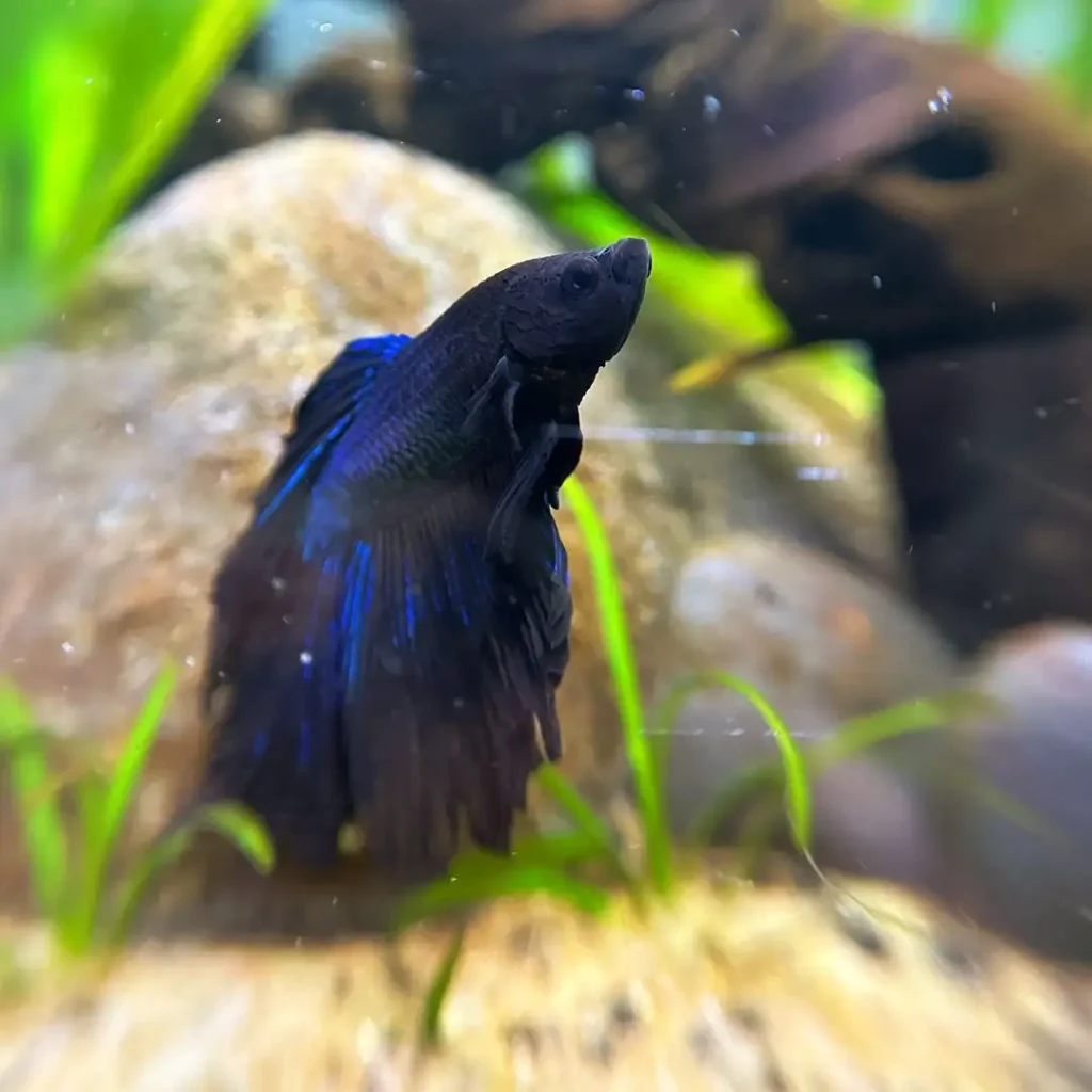Black betta fish
