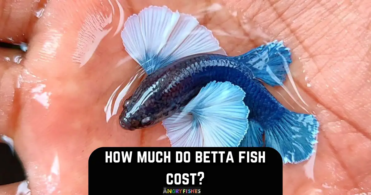 Betta fish cost